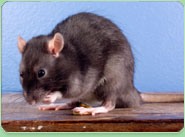 rat control Tadworth