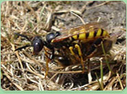 wasp control Tadworth